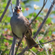 A white-crowned sparrow